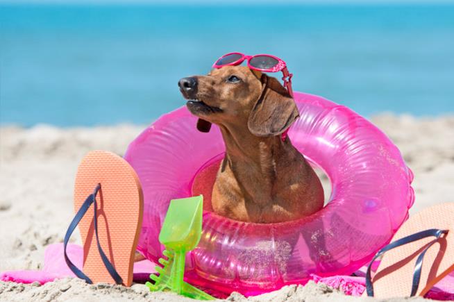 Un cane prende il sole sulla spiaggia Un cane sulla spiaggia con il salvagente