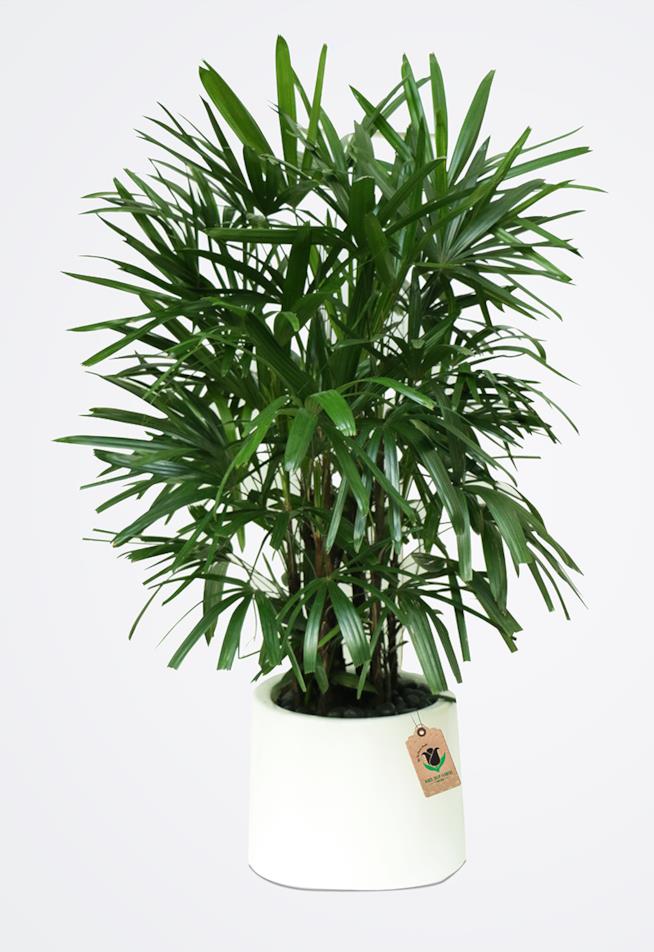 La Rhapis excelsa Pianta di Rhapis excelsa