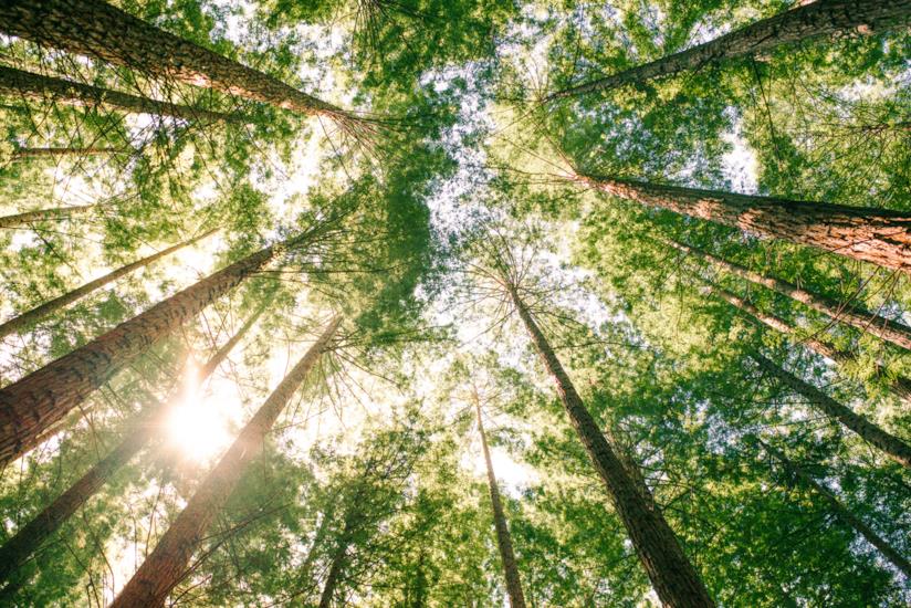 Chiome di alberi Alberi inquadrati dal basso