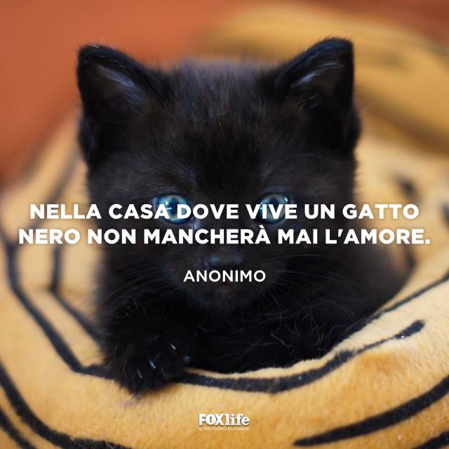 Frase mancanza gatto Gattino nero su un cuscino tigrato