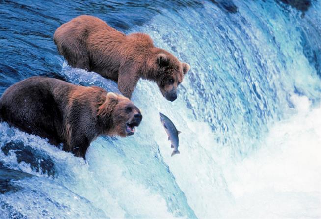 Orsi bruni a pesca Orsi bruni in Alaska