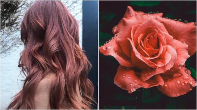 Rose Brown: la nuova nuance Collage tra la nuance Rose Brown e una rosa