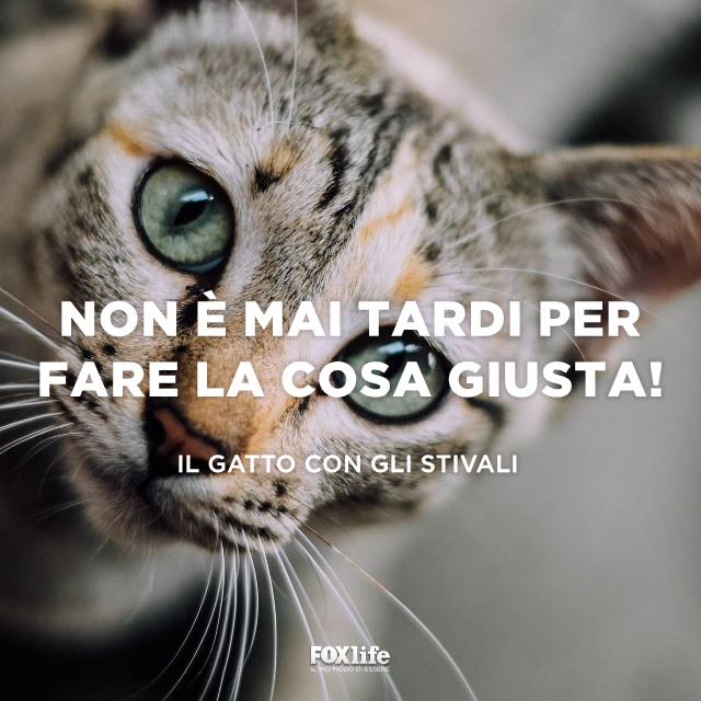 Citazione Il gatto con gli stivali Primo piano di un gatto tigrato