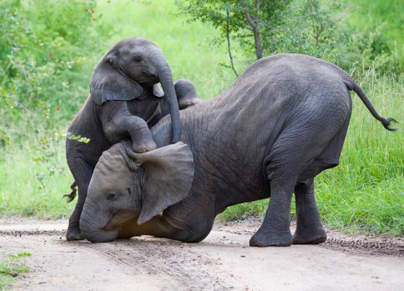 Due elefanti nella Savana Papà elefante con il suo cucciolo