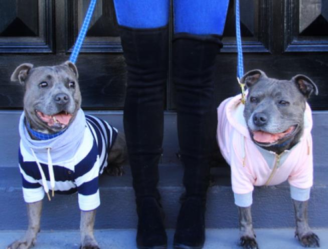 Due cani Pit Bull al guinzaglio Padrona tiene al guinzaglio due cani Pit Bull