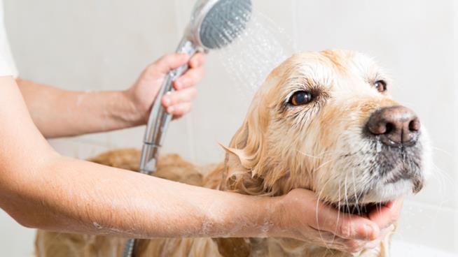 I migliori shampoo antiparassitari per cani bagnetto bagnetto con i migliori shampoo antiparassitari per cani