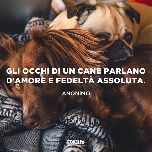 Frase sugli occhi di un cane Cane sdraiato tra le coperte