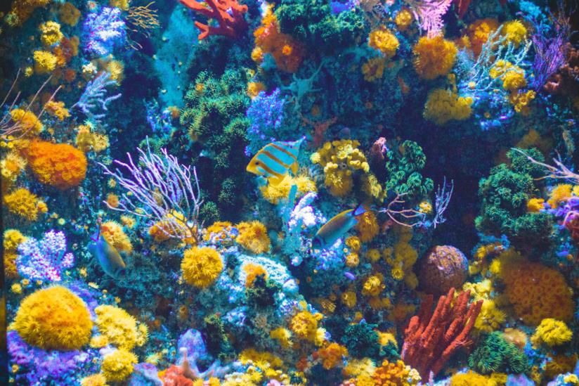 UN fondale marino Flora e fauna di un fondale marino