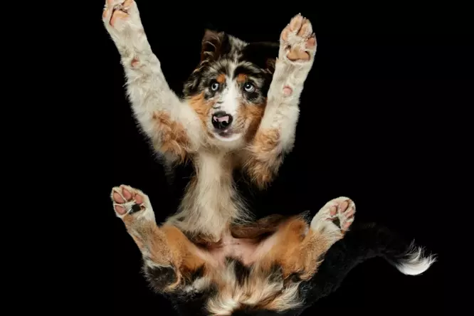 Si sarà spaventato? Un cane dagli occhi chiari fotografato dal basso