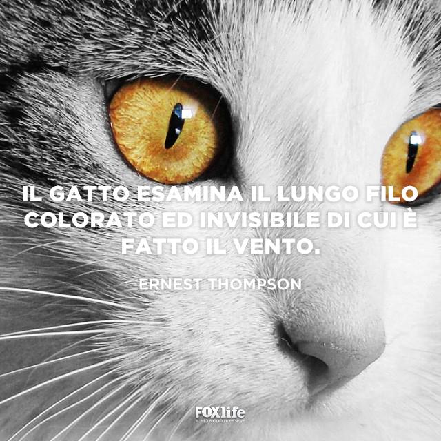 Frase Thompson Gatto con occhi gialli