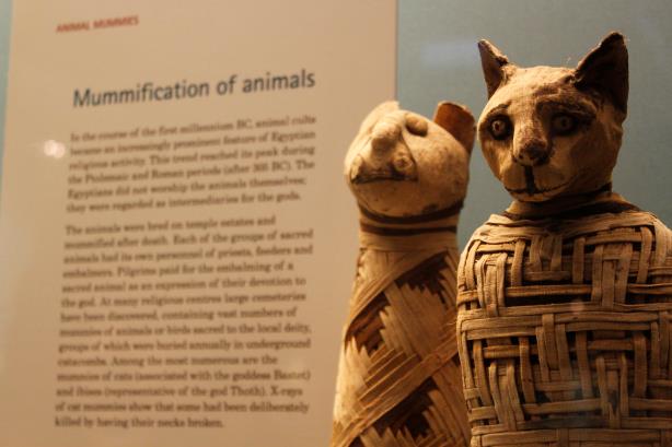 Le mummie animali del British Museum I gatti mummificati al British Museum