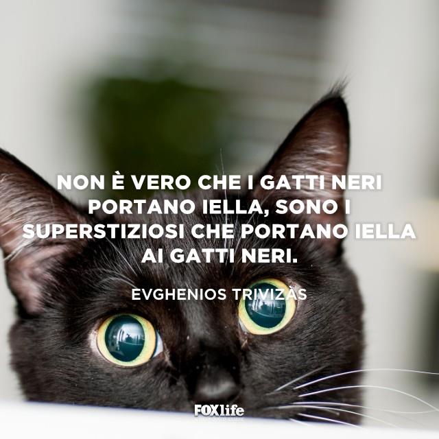 Frase Trivizas Primo piano gatto nero