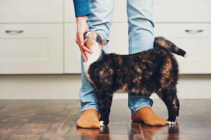 Un gatto ai piedi del padrone Un gatto si struscia contro le gambe del padrone