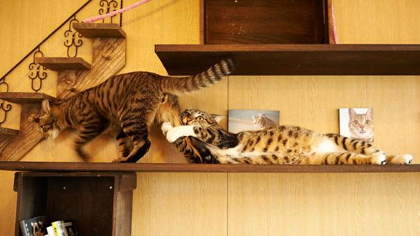 Due gatti sulla mensola di una casa Due gatti sulla mensola di una casa mentre camminano