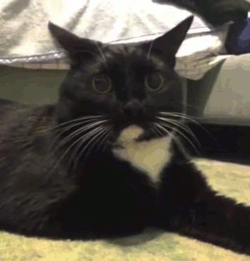 Gif di un gatto spaventato