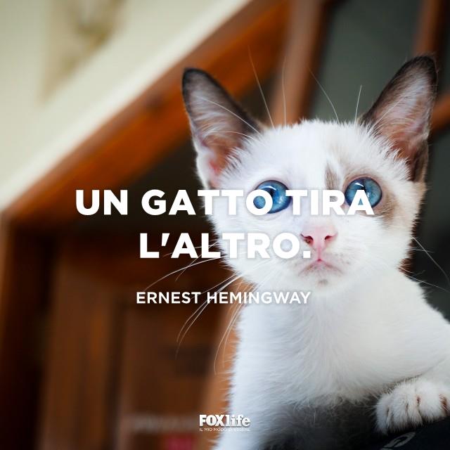 Frase Hemingway Primo piano gattino bianco con occhi chiari