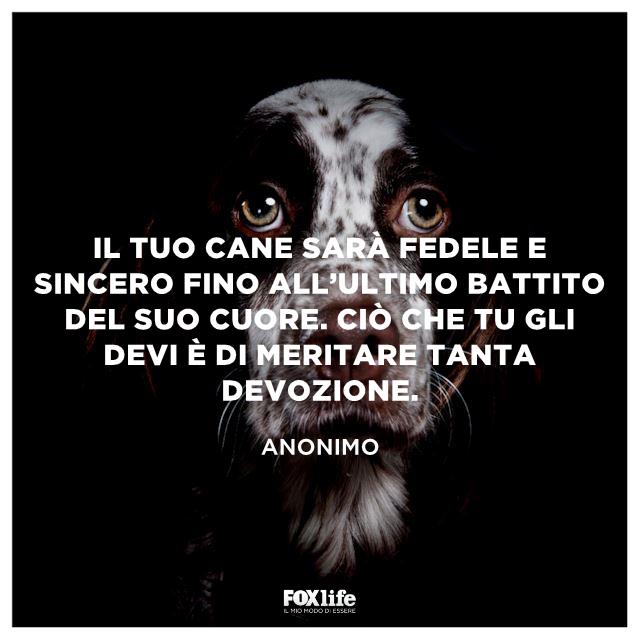 Frase sulla devozione dei cani Cane guarda verso qualcuno
