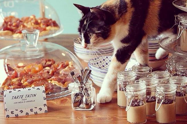 Un gatto del Crazy Cat Café di Milano Uno di nove mici che abitano al Crazy Cat Café
