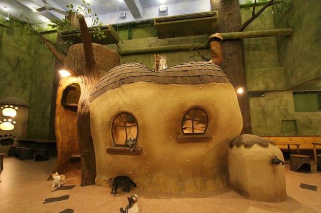 Un Cat Cafè nel mondo dei gatti Cat Cafè