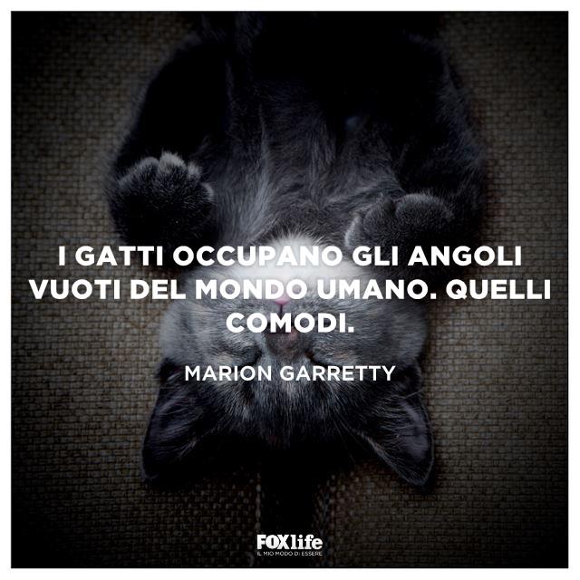 Frase Garretty Gatto supino con gli occhi chiusi