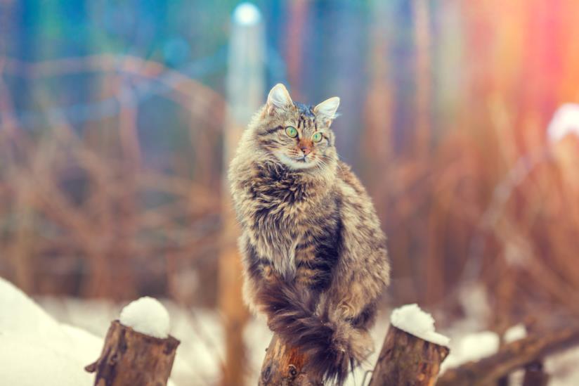 Le razze di felini più rare al mondo Primo piano di un Bengal Cat