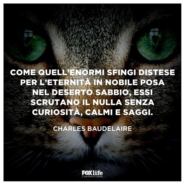 Frase Baudelaire Occhi verdi di gatto