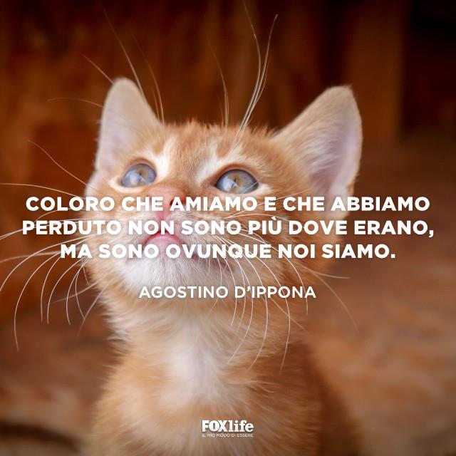 Frase D'Ippona Micino guarda in sù