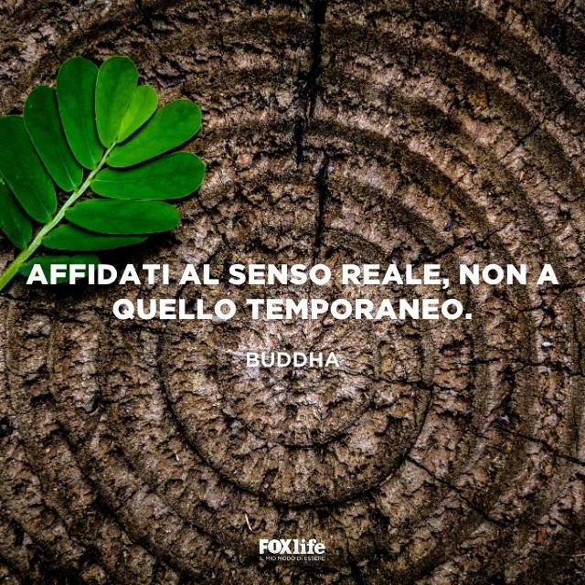 Bisogna affidarsi al senso reale Corteccia di albero