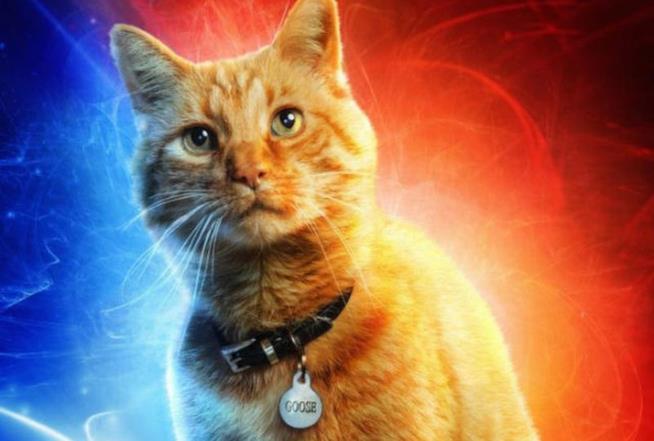 Il gatto Goose di Captain Marvel Un particolare del character poster di Goose di Captain Marvel