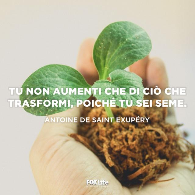 Frase sul crescere Mano che tiene una piantina