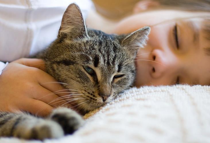 Un bambino dorme insieme al suo gatto L'immagine di un gatto appisolato vicino al suo padroncino