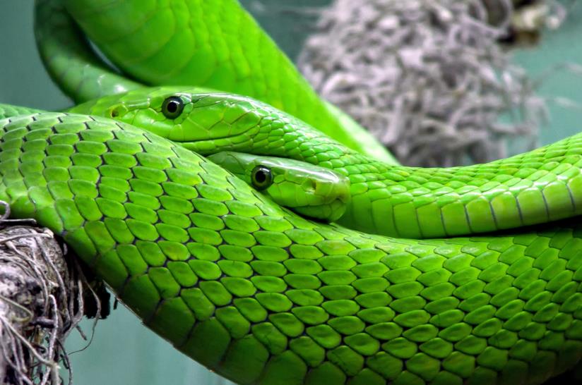 Un serpente Green Mamba un serpente verde