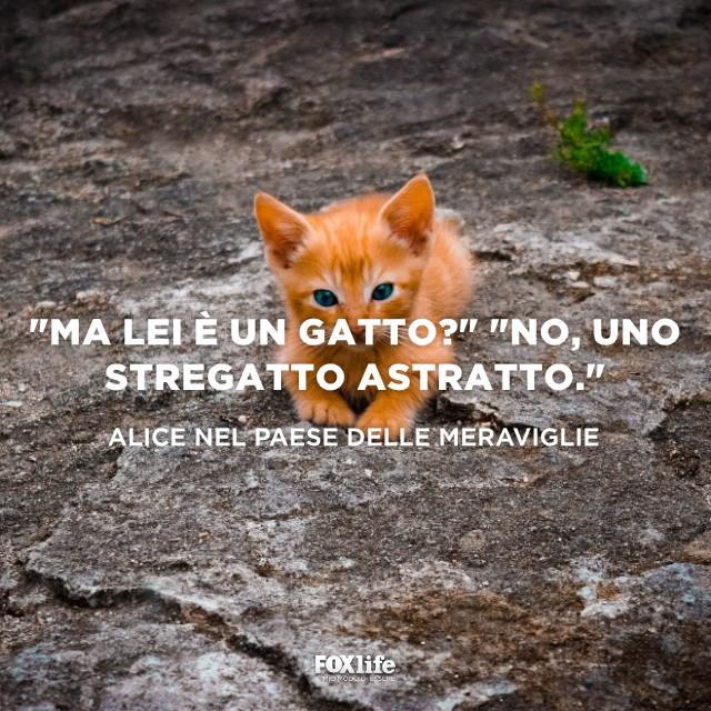 Citazione Alice nel Paese delle Meraviglie Gattino tra le rocce
