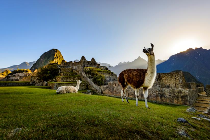 Lama a Machu Picchu Machu Picchu