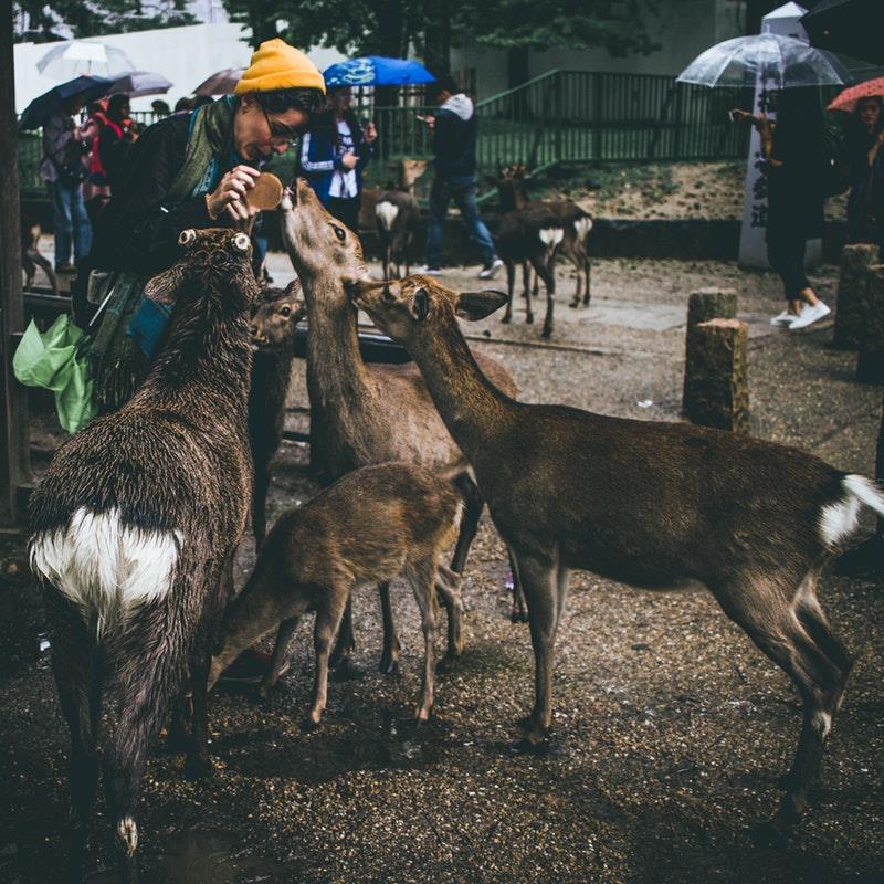 Nara Nara e il parco naturalistico