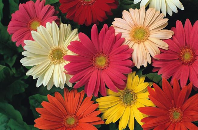 Gerbere colorate Fiori di Gerbera
