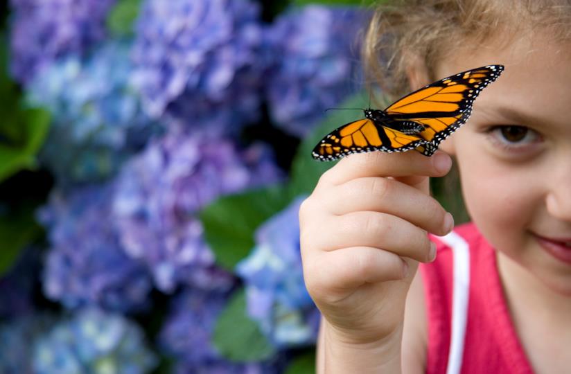 Scopri quali piante seminare per attirare solo gli insetti graditi Una bambina con una farfalla