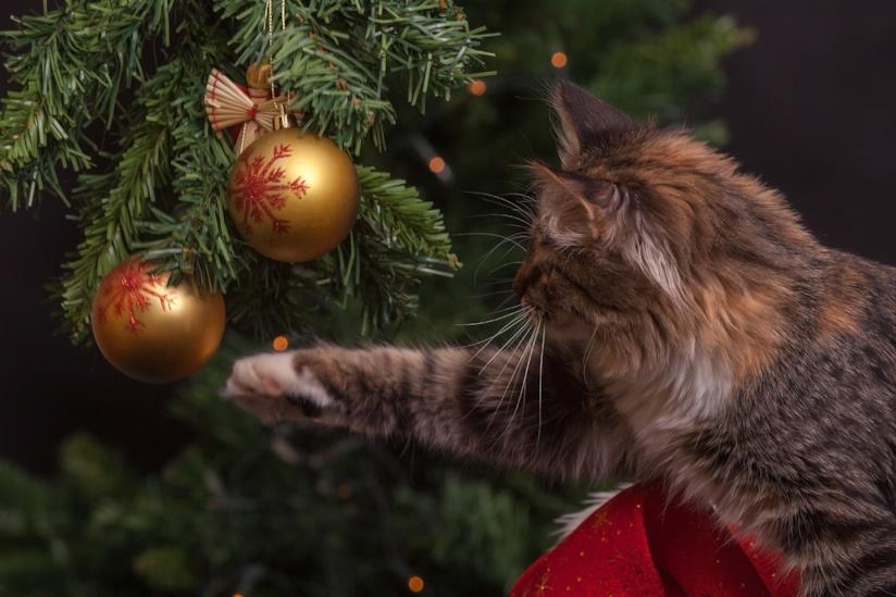 Un gato gioca con le decorazione dell'albero di natale Un gatto gioca con l'albero di natale