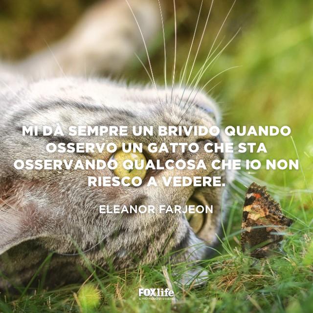 Frase Farjeon Gatto osserva una farfalla in un prato