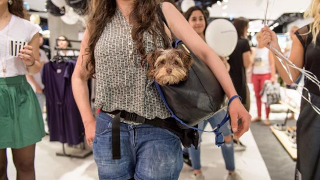 Le 10 razze di cani più piccoli del mondo Un cane in una borsa da donna