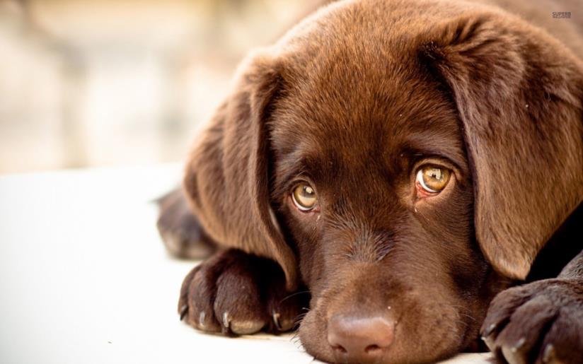 Un cane guarda l'obiettivo Un cane marrone dallo sguardo tenero