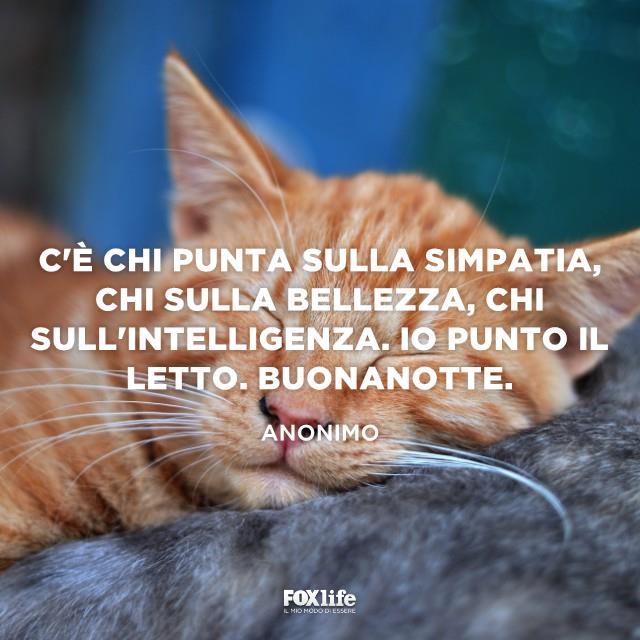Frase sul puntare il letto Gattino addormentato