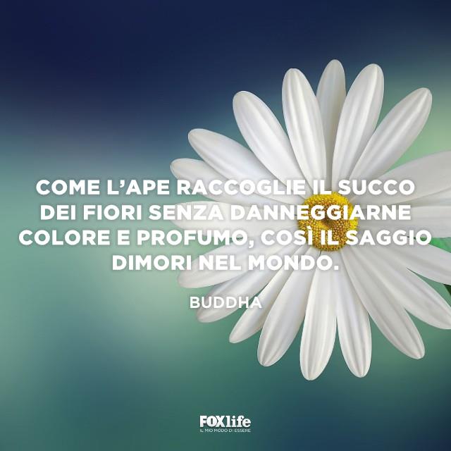 Il saggio deve stare nel mondo in pace Primo piano di una margherita