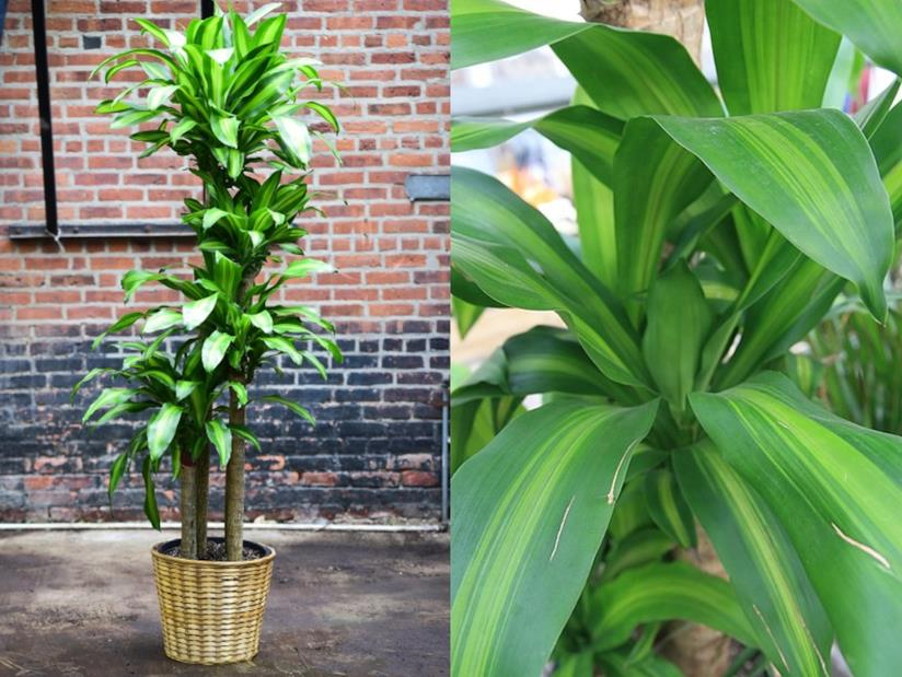 Dracena massangeana Dracaena fragrans, gruppo Deremensis “Warneckei”, var. ‘Massangeana’”
