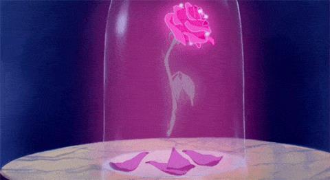 La rosa de La Bella e la Bestia La Rosa della Bestia