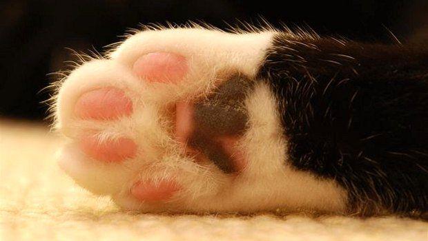 La zampa di un gatto Zampa di un gatto domestico
