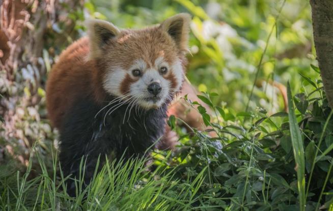 Koda il panda minore di Chichester Il panda minore Koda
