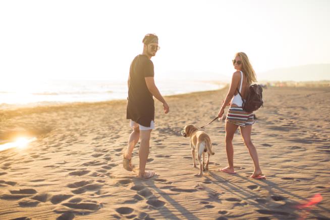 Andare in vacanza con il cane Vacanze con il cane