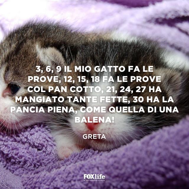 Frase Greta Cuccioli di gatto dormono in una coperta