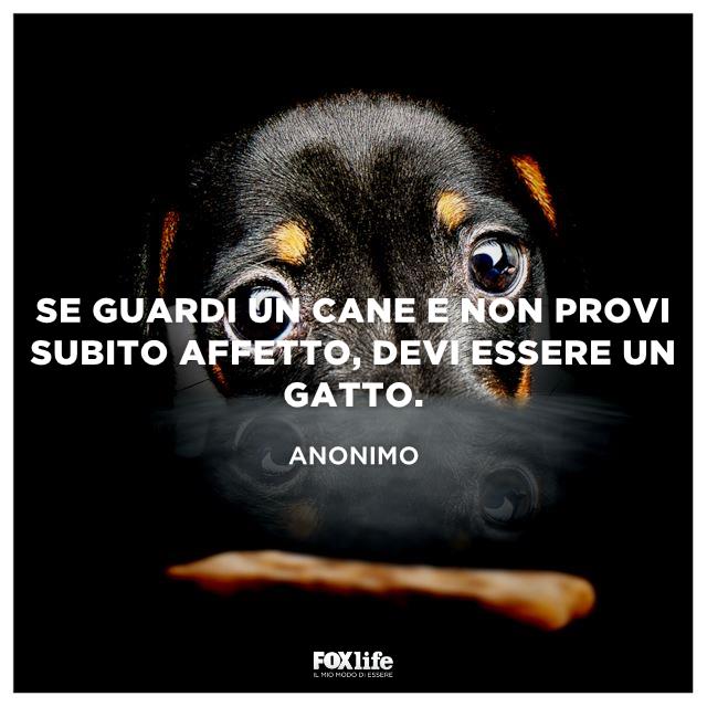 Frase sguardo cani Primo piano occhi tristi di cane